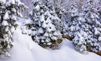 Spruce forest winter landscape