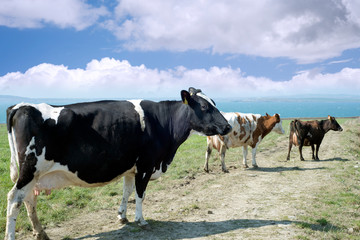 mixed cows on the kerry coast
