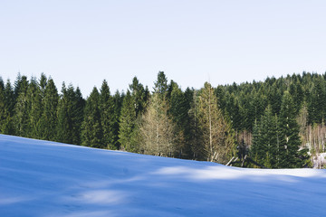 A forest landscape in the background of snow at the beginning of spring.