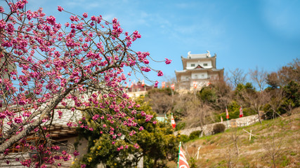 Plum blossoms with Innoshima Suigun Castle in the background which was one of the bases of operation for a pirate organization during the Warring States Period, in Innoshima Island.