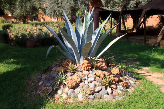un agave dans une rocaille d'un jardin