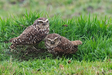 Burrowing Owl (Athene cunicularia), Ecuador