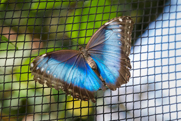 Shining Purplewing with open wings in a net