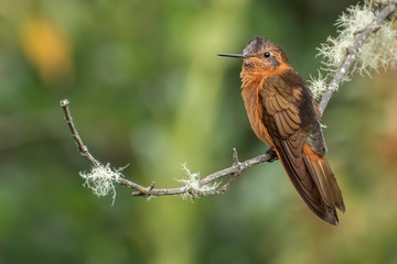 Shining Sunbeam Hummingbird (Aglaeactis cupripennis), Ecuador