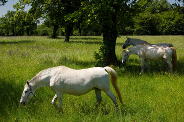 Obraz na płótnie Canvas Three white Lipizzan horses grazing in a field at the Lipica Stud Farm at Lipica Sezana Slovenia