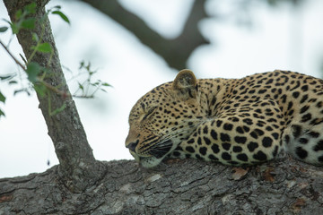 A beautiful portrait of a female leopard in a macula tree