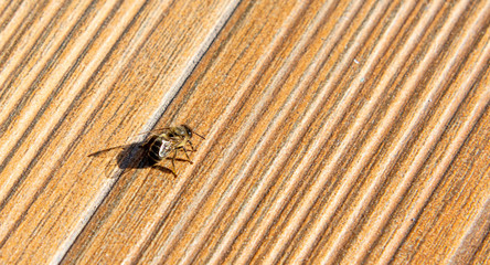 Honeybee