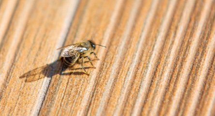 Honeybee