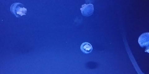 Miniqualle © Giselle