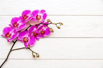 The branch of White orchids on white fabric background 