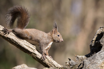 Naklejka na ściany i meble Un incontro nel bosco, lo scoiattolo europeo (Sciurus vulgaris)