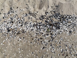 Muscheln