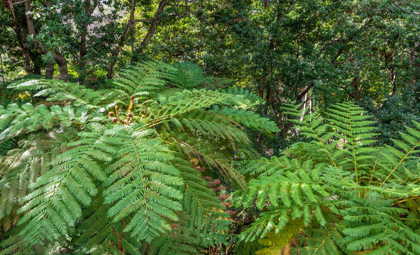 Tree Fern - Australian tree fern