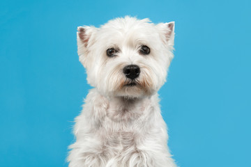 West highland white terrier or westie dog portrait looking at the camera in the middle on a blue background