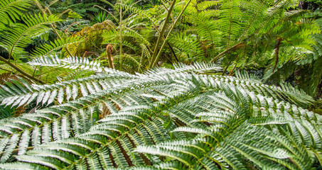 Tree Fern - Australian tree fern