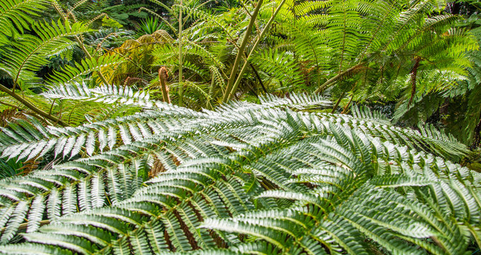 รูปภาพCyatheaceae เลือกดูภาพถ่ายสต็อก เวกเตอร์ และวิดีโอ93 Adobe Stock
