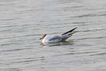 Lachmöwe