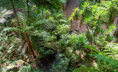 Obraz premium Tropical forest Madeira
