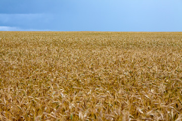 A large field of rye lasts to the horizon
