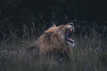 Lion 