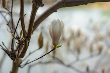 white flowers in spring