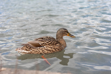 duck in water
