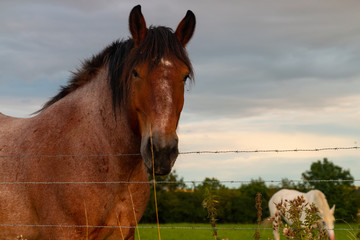 Obraz premium Horses at french countryside.
