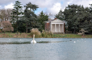 swan on the lake