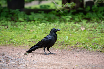 Crow on the ground
