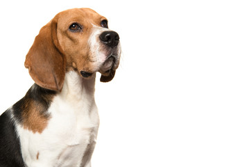 Portait of beagle dog looking away on a white background