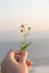 White little flower on woman hand.mountain background.