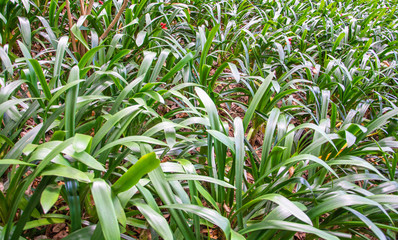 Plants forest Madeira