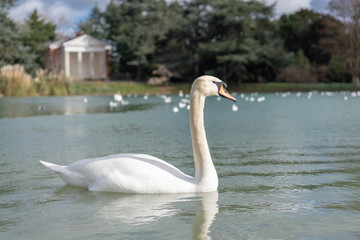 white swan on the lake
