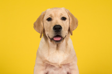 Portrait of a cute labrador retriever puppy on a yellow background