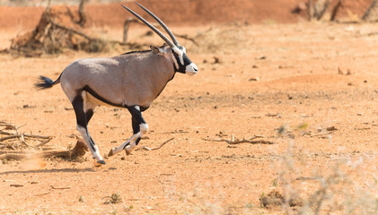 Oryx antelope running