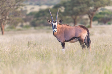 Oryx in African savannah