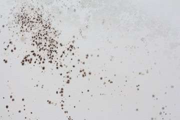 Black mold on a white wall in the house.