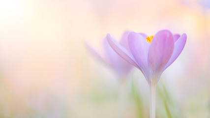Obraz na płótnie Canvas Two blooming purple crocus flowers in a soft focus panoramic image