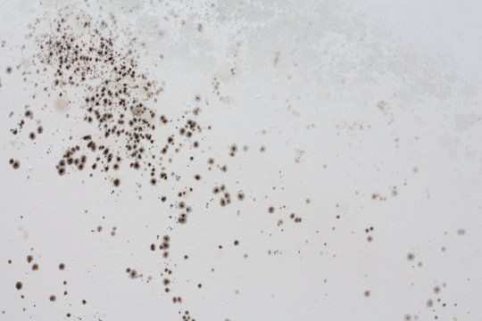 Black mold on a white wall in the house.