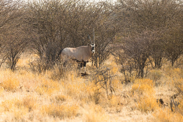 Oryx in African savannah