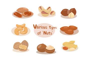 Various types of nuts that are popular to eat. Nuts that are commonly eaten useful and good for health.