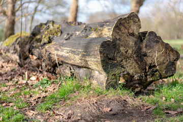 stump in the forest