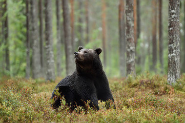 brown bear sitting in the forest and looking up