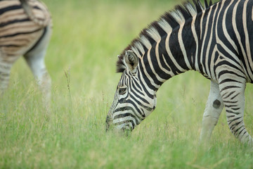 Fototapeta na wymiar Zebra in the green grass of summer
