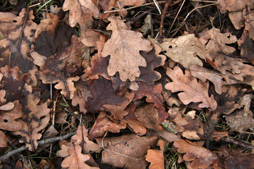 autumn leaves on the ground