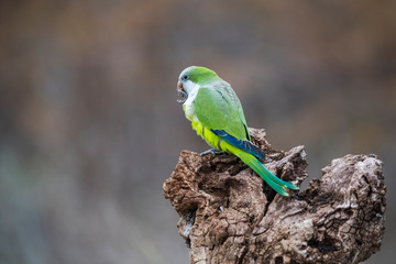 Parakeet,feeding on wild fruits, La Pampa, Patagonia, Argentina