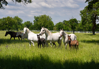 White Lipizzaner mares horse breed with dark foals grazing in a meadow with grass and flowers at...