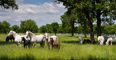 Panorama of white Lipizzaner mare horses with dark foals grazing in a meadow with grass and flowers...