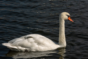 White Mute Swan swim on a Dark Blue Lake