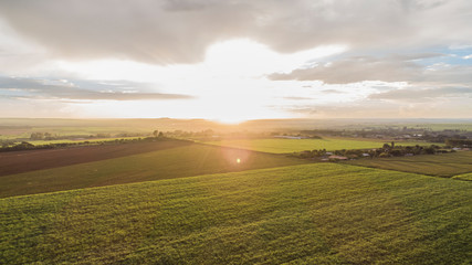 Sugar cane planting under the sunset.